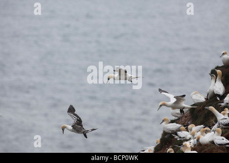 Sulu Gannet bassana atterrissage à colonie à Bempton Cliffs Banque D'Images