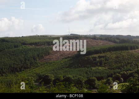 Une coupe à l'ouest du pays de galles des bois de conifères Banque D'Images