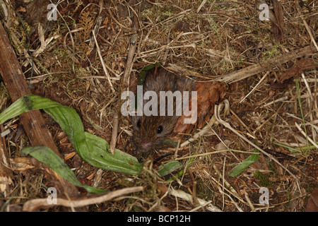 Queue courte campagnol Microtus agrestis champ sortant de nest Banque D'Images