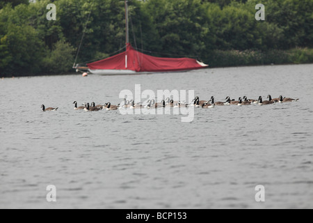 La bernache du Canada Branta canadensis troupeau natation sur wroxham large Banque D'Images