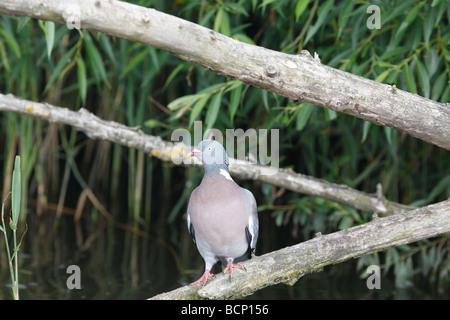 Pigeon ramier Columba palumbus perching on branch at Waters Edge Banque D'Images