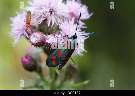 Zygaena filipendulae spot Six Burnett sur thistle alimentation Banque D'Images