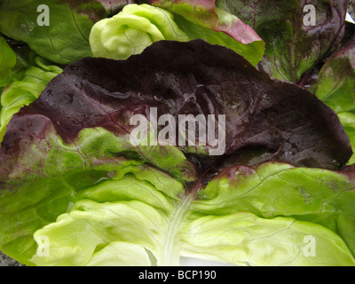 Vert FEUILLE DE LAITUE Lactuca sativa Banque D'Images