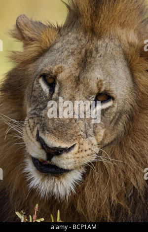 Male lion (Panthera leo), l'Afrique. Banque D'Images