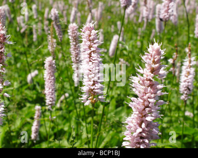 La bistorte Polygonum bistorta commun dans le pré Banque D'Images