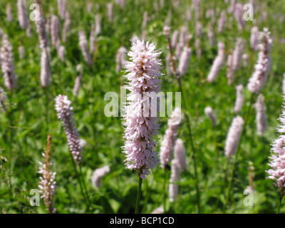 La bistorte Polygonum bistorta commun dans le pré alpes bavaroises Allemagne Banque D'Images