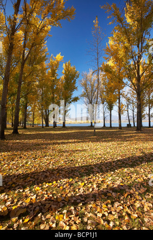 Les arbres d'automne à rampe de mise à l'aire de pique-nique par Khancoban Pondage montagnes enneigées du sud de la Nouvelle-Galles du Sud Australie Banque D'Images