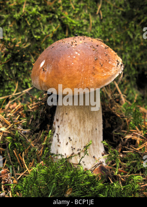 Boletus edulis champignons porcini Banque D'Images