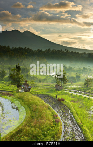 Ox conduit à la charrue les rizières en terrasses nr Tirtagangga à l'aube avec le pic volcanique de Lempuyang Gunung, Bali, Indonésie Banque D'Images
