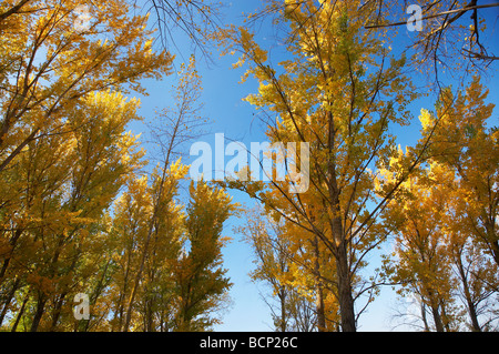 Les arbres d'automne à rampe de mise à l'aire de pique-nique par Khancoban Pondage montagnes enneigées du sud de la Nouvelle-Galles du Sud Australie Banque D'Images