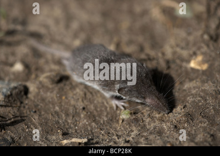 Une plus grande musaraigne Crocidura russula denté blanc montrant le museau allongé Alderney Banque D'Images