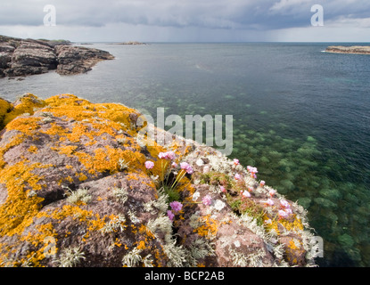 Sea Thrift de plus en grès côtiers, Rubha nan Sasan, Loch Ewe Banque D'Images