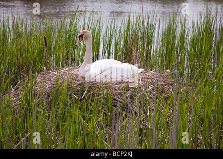 Assis sur Swan nest, Wiltshire, Angleterre Banque D'Images