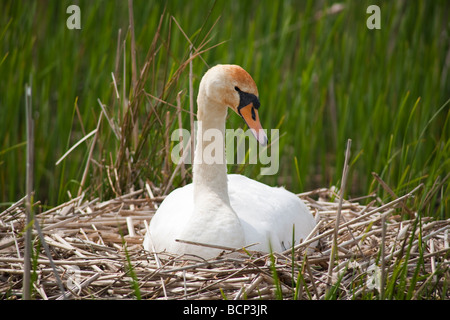 Assis sur Swan nest, Wiltshire, Angleterre Banque D'Images