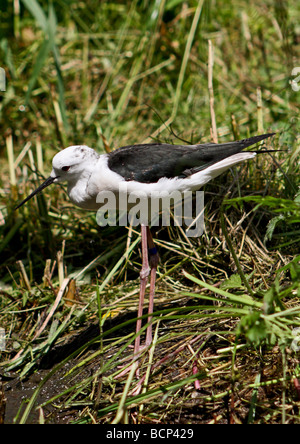 Black-winged Stilt (Himantopus himantopus) Banque D'Images