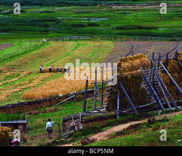 Les agriculteurs récoltent tibétain dans le domaine de l'orge, Shangri-la, comté de la préfecture autonome tibétaine de DiQing, Province du Yunnan, Chine Banque D'Images