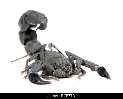 Scorpion, Androctonus mauretanicus, devant un fond blanc, studio shot Banque D'Images