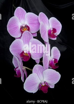 En velours noir sur l'orchidée Phalaenopsis. Portrait de l'usine sur noir. Pétales violet et magenta en contraste. Banque D'Images