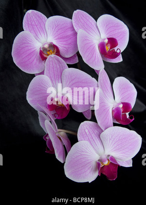 En velours noir sur l'orchidée Phalaenopsis. Portrait de l'usine sur noir. Pétales violet et magenta en contraste. Banque D'Images