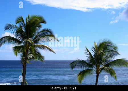Deux cocotiers Hawaii Banque D'Images