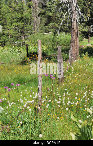 Fleurs sauvages et d'une clôture en Beasore pré, près de Oakhurst, dans le centre de la Sierra Nevada, en Californie Banque D'Images