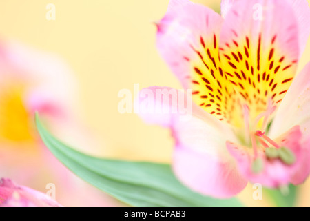 Image de la délicate bien aimé l'alstroemeria fine art photography Photographie Jane Ann Butler JABP364 Banque D'Images