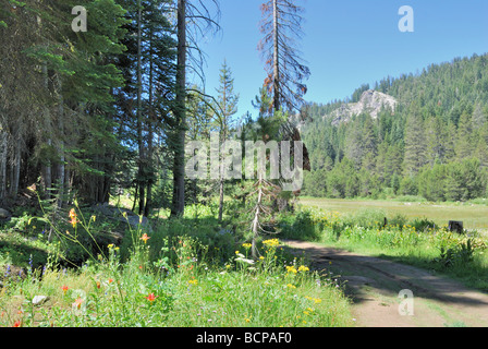 Fleurs sauvages dans Beasore pré, près de Oakhurst, dans le centre de la Sierra Nevada, en Californie Banque D'Images