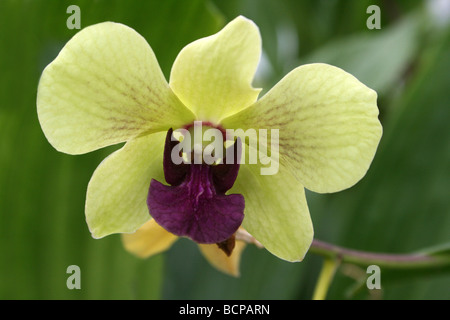 Orchidée Phalaenopsis jaune pris dans Croxteth Hall, Liverpool, Angleterre, Royaume-Uni Banque D'Images