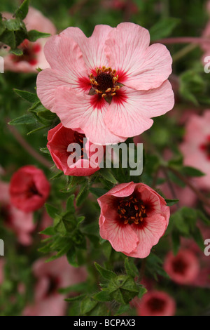 Le Népal 'Miss Willmott' Potentille Potentilla nepalensis prises à Croxteth Hall jardin clos, Liverpool, Angleterre, Royaume-Uni Banque D'Images