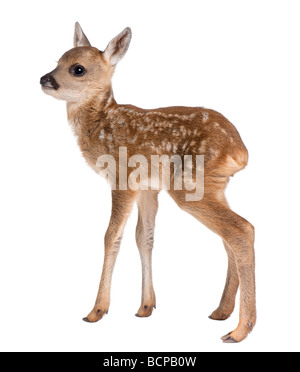 Faon Chevreuil, Capreolus capreolus, 15 jours, devant un fond blanc, studio shot Banque D'Images