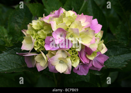 Hydrangea macrophylla 'Leuchtfeuer' pris dans Croxteth Hall jardin clos, Liverpool, Angleterre, Royaume-Uni Banque D'Images