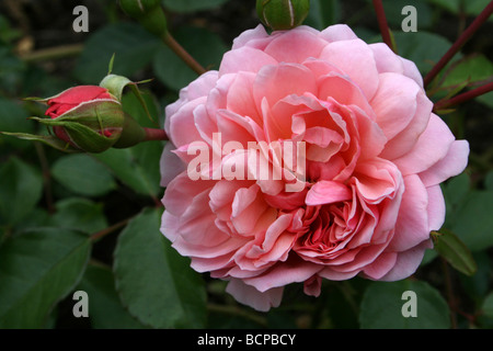 'Rose Anne Boleyn' Fleur Rose pris dans Croxteth Hall jardin clos, Liverpool, Angleterre, Royaume-Uni Banque D'Images