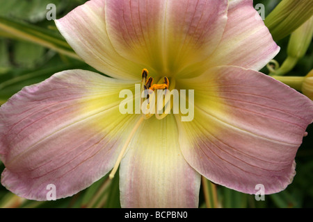 Hémérocalle rose Hemerocallis 'Catherine Woodbury' pris dans Croxteth Hall jardin clos, Liverpool, Angleterre, Royaume-Uni Banque D'Images