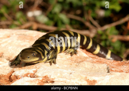 Salamandre tigrée Ambystoma mavortium interdit Banque D'Images