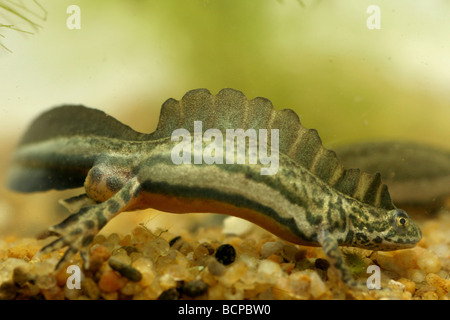 Ommatotriton vittatus sud Newt bagués dans les fréquentations Banque D'Images