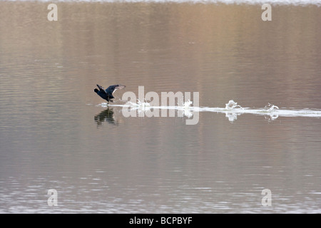 Foulque macroule Fulica atra sur Loch écossais Banque D'Images