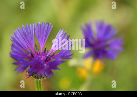 La centaurée Bleuet syrien ou chardon Centaurea cyanoides Banque D'Images