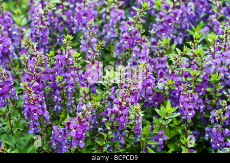 Angelonia angustifolia mauve ou été muflier Banque D'Images