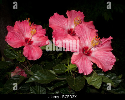 Rose hibiscus. Banque D'Images