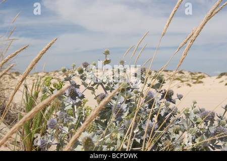 La végétation des dunes de sable ibérique Comporta Banque D'Images