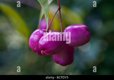 Cerises australienne ou Lilly Pilly Banque D'Images