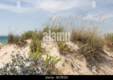 La végétation des dunes de sable ibérique Comporta Banque D'Images