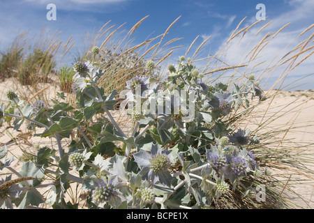 La végétation des dunes de sable ibérique Comporta Banque D'Images