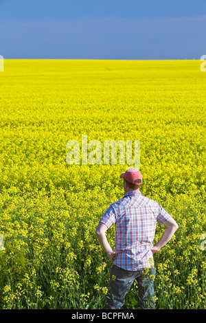 Agriculteur sur un champ de canola culture, Pembina Valley, près de Treherne, Manitoba, Canada. Banque D'Images