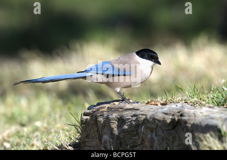 AZURE- PIE CYANOPICA CYANUS AILÉ SUR SOUCHE D'ARBRE EXTREMEDURA ESPAGNE Banque D'Images