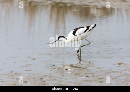 Avocette élégante Recurvirostra avosetta alimentation adultes en eau peu profonde et boue Banque D'Images