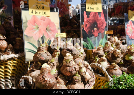 Bulbes en vente au marché aux fleurs d'Amsterdam Banque D'Images