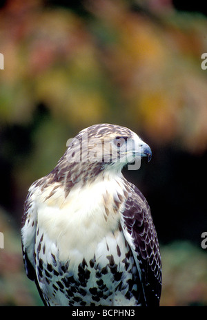 La buse à queue rousse en couleurs d'automne Banque D'Images