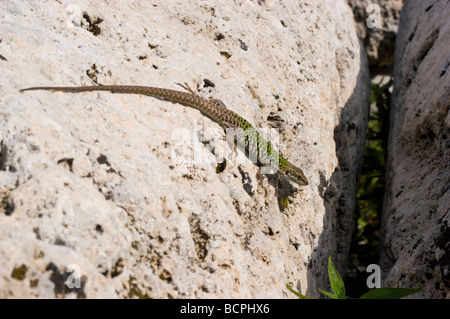 Erhard's lézard des murailles (Podarcis erhardii) Athènes, Grèce. Banque D'Images