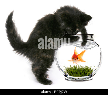 Chat noir la main dans un aquarium avec des poissons rouges à l'intérieur de peur choqué Banque D'Images